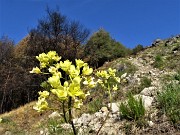 MONTE ZUCCO ad anello via linea tagliafuoco dalla Pernice (20apr21) - FOTOGALLERY